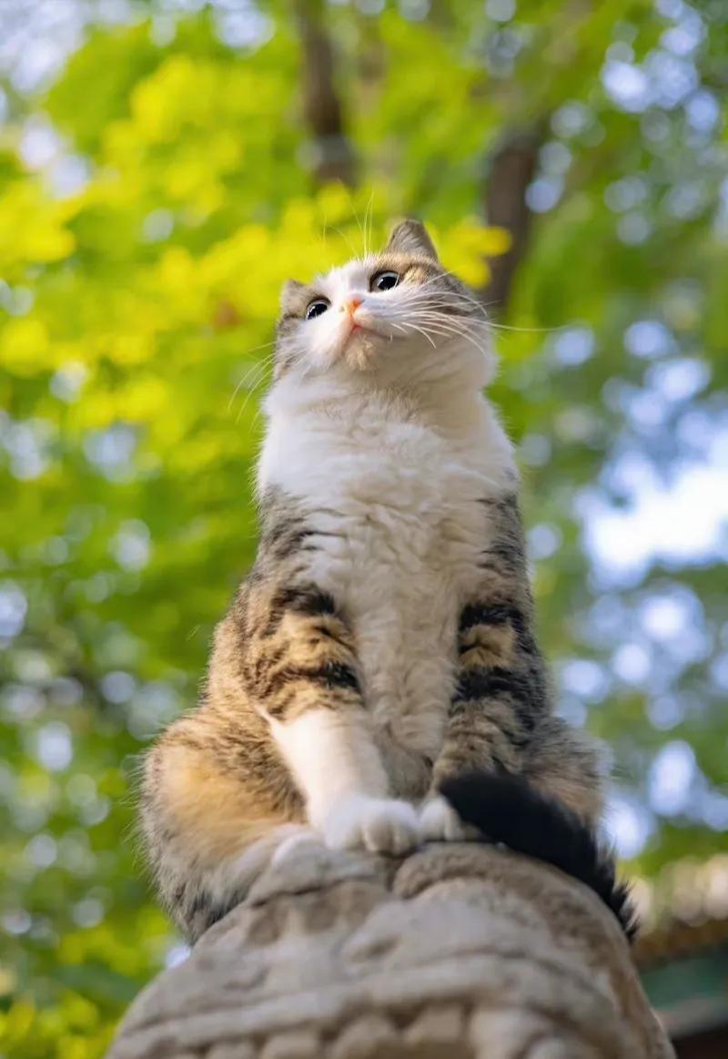 猫的文案暖心朋友圈说说（猫治愈心灵温暖的句子）