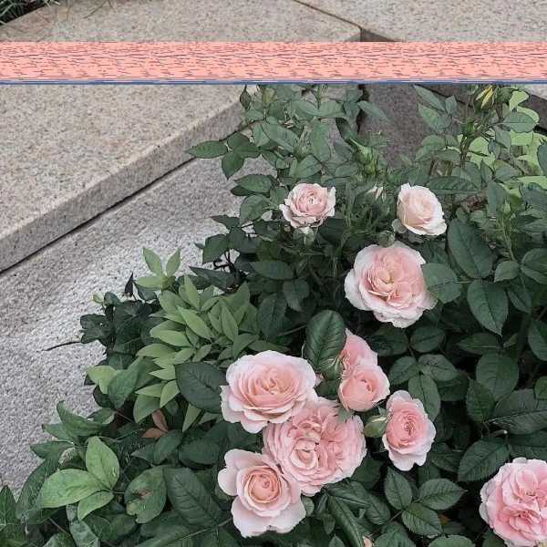 抖音创业文案吸引人句子(创业文案正能量励志句子)