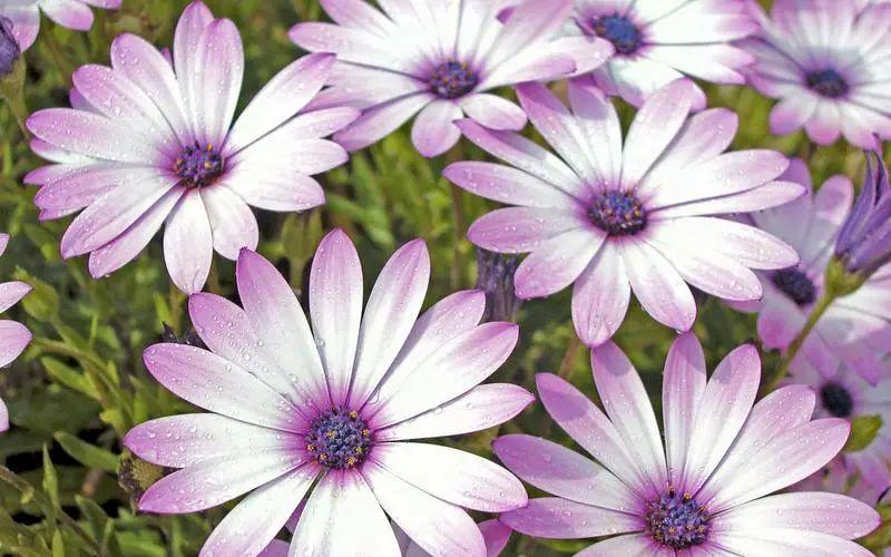 人到中年怀念青春的文案（怀念青春时光的唯美句子）