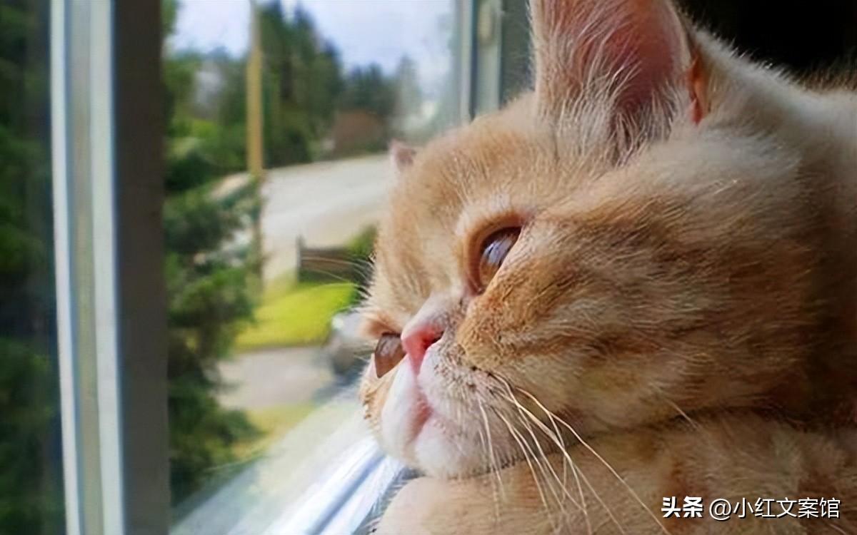 温柔又伤感的高级文案(关于爱情伤感的内涵文案)