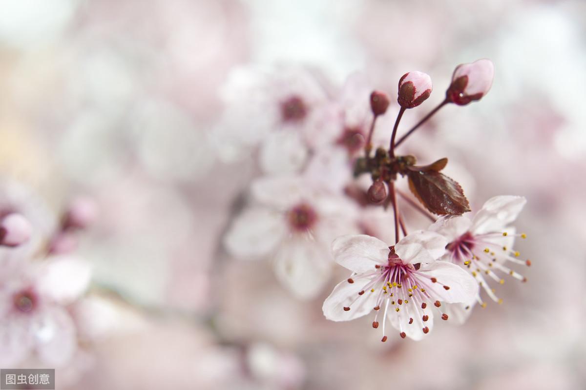 关于杏花文案朋友圈说说（赞美杏花的优美诗句）