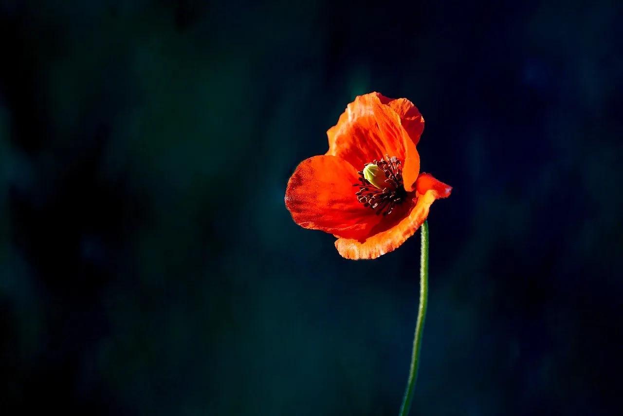 发圈文案短句干净治愈（适合发朋友圈治愈系短句）