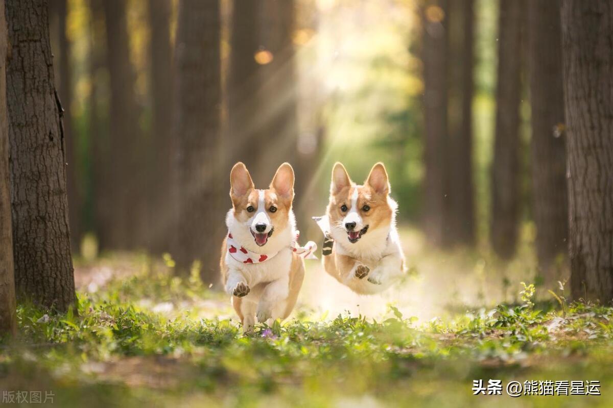 属狗忌讳几月出生农历（属狗人出生最不好的时辰）