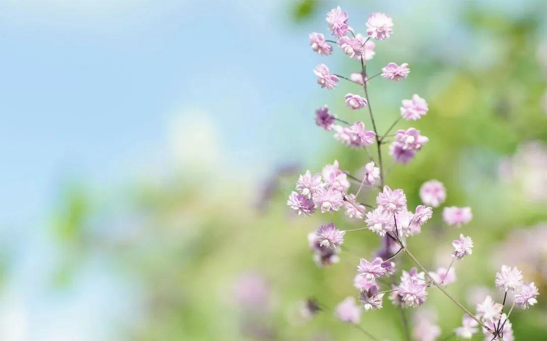 绝美浪漫花语文案朋友圈（如诗如画的花语短句文案）