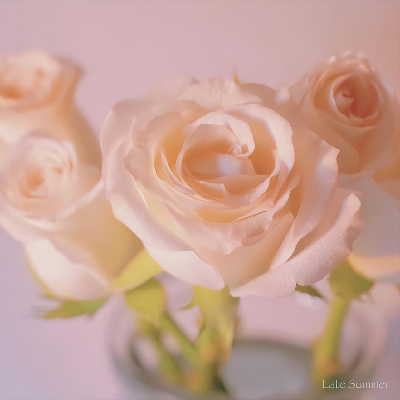 爱情喜欢文案发朋友圈句子（充满爱意的浪漫表白文案）