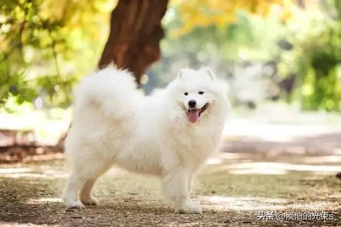 狗狗的说说怎么发朋友圈（狗最治愈人的心情句子）