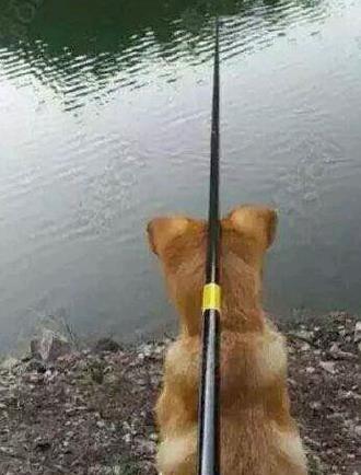 精选幽默搞笑段子故事（心情好幽默搞笑的说说）