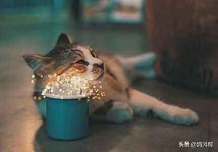 qq文案短句温柔搞笑配图（适合发qq动态的文案可爱）