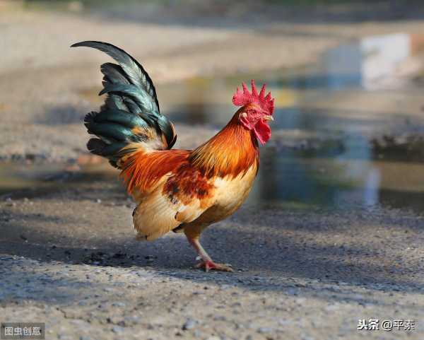 82年属狗大海水命一生命运（93年属鸡一生命运详解）