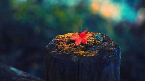 伤感温柔的文案短句发圈（超级温柔的治愈系文案）