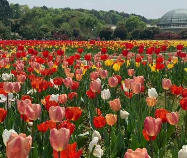 花海文案短句干净治愈(花海拍照发朋友圈配文字)