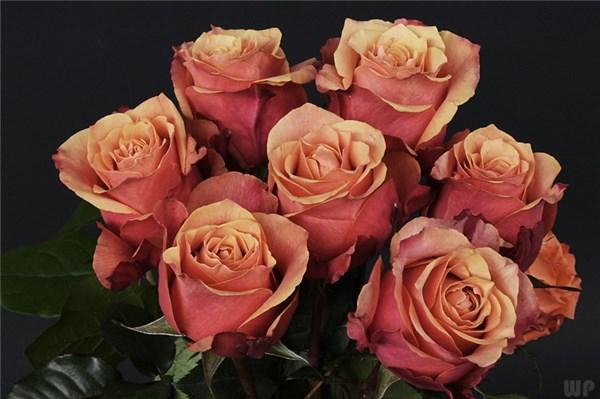 一句话让女人主动联系你（让女人主动联系你的说说）