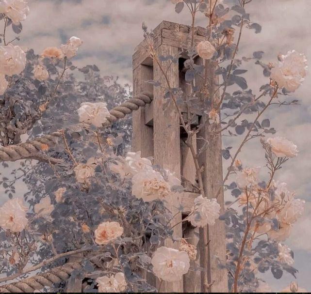 鲜花的文案美句爱情句子（以花表达爱意的句子唯美）