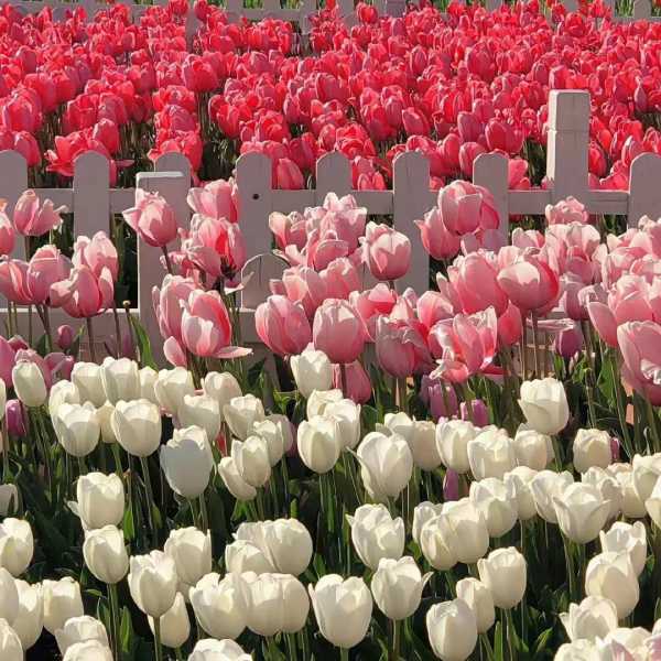 关于喜欢的文案唯美句子(爱情文案浪漫美句)