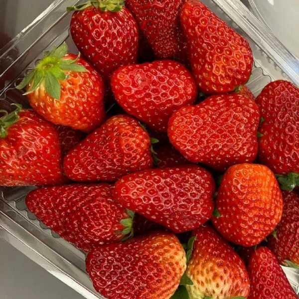 最吸引人的草莓文案短句（摘草莓发的朋友圈文案）