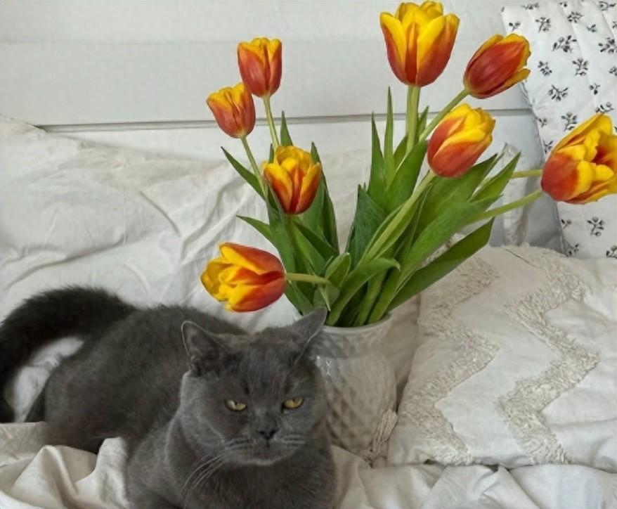 简介文案干净短句幽默(可爱的个人简介简短)