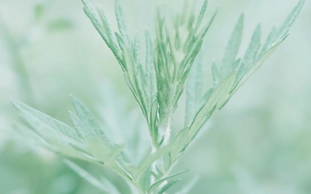 分享今日快乐的文案简短(捕捉快乐简短文案)