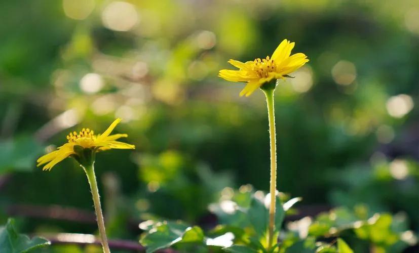 记录美好时光的文案简短（岁月静好的唯美文案）