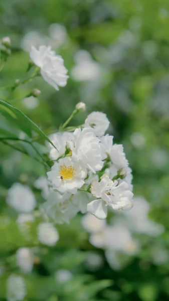 关于蔷薇花短句唯美说说(蔷薇花朋友圈爱情配文)