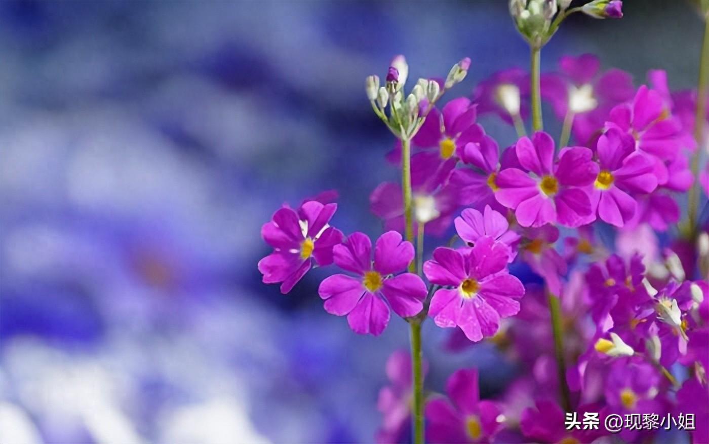 花的文案发朋友圈高级短句（花开的唯美语录短句）